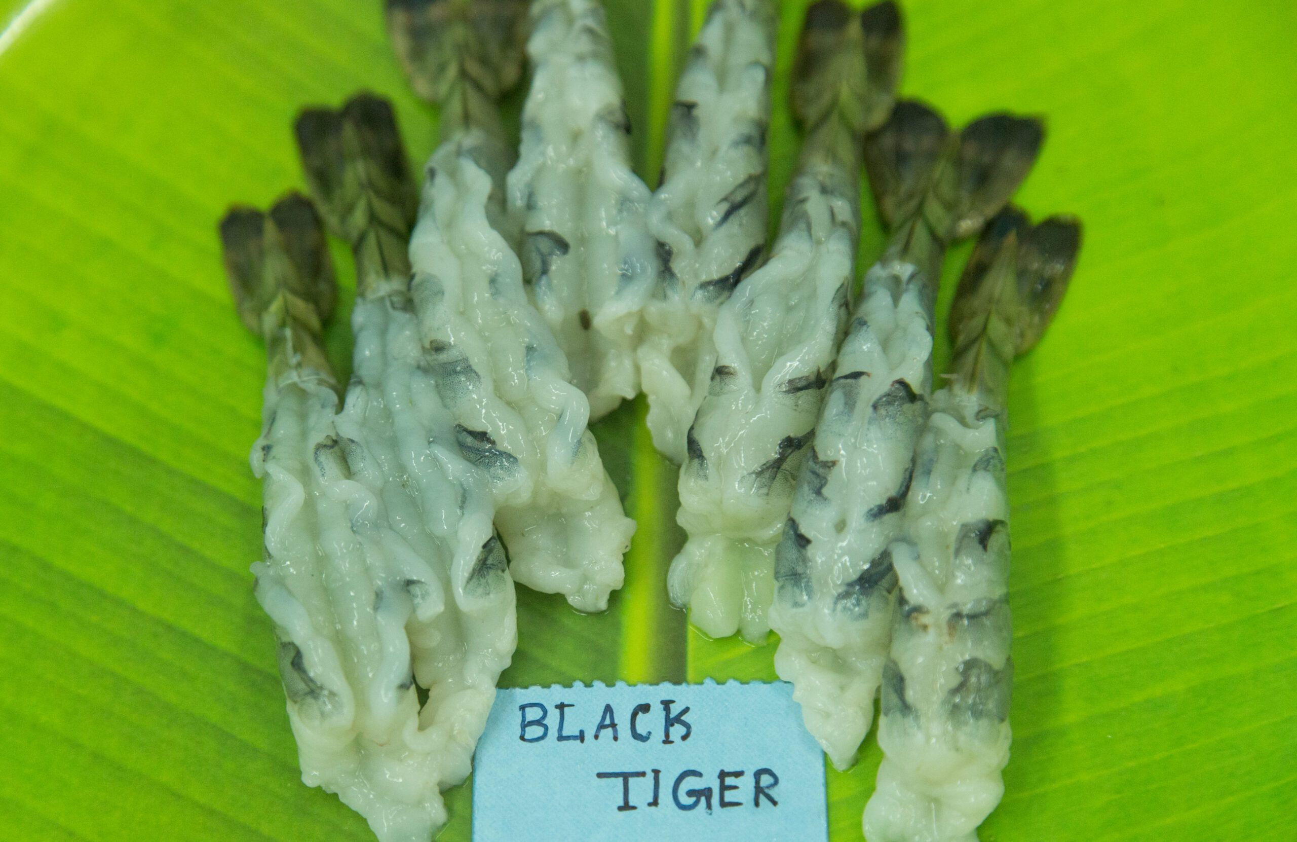 Tiger Butterfly Style